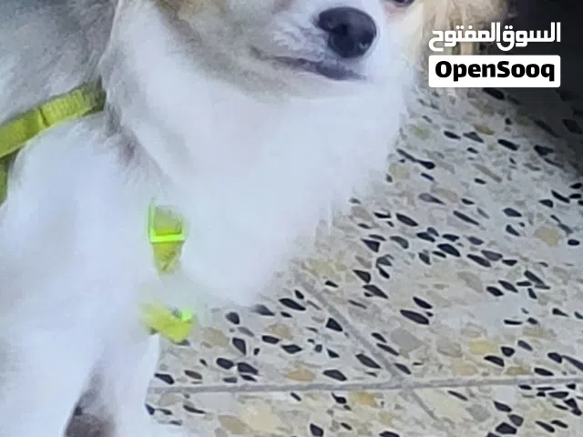 كلب زينة