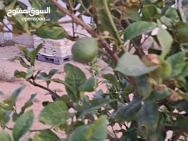Huile d’olive زيت الزيتون جودة عالية 100% طبيعي سعر مناسب قابل للنقاش يسمح بالتذوق قبل الشراء 14