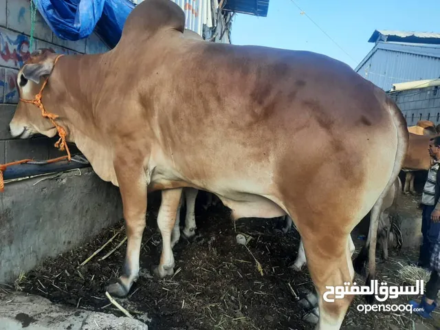 ابقار واغنام تضحيه العيد لصاحبه نورالدين مجاهد العكابي العوامي، مسلخ الامانه سوق نقم اسعار مناسبه