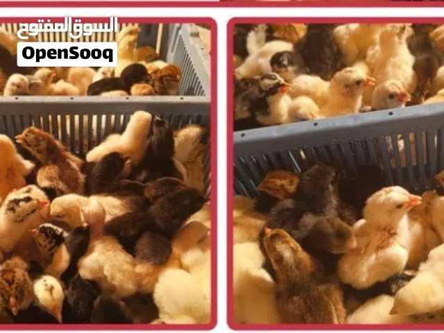 صيصان الفرنسي أحمر  صيصان الفرنسي مكس  صيصان تهجين الفرنسي  صيصان العماني