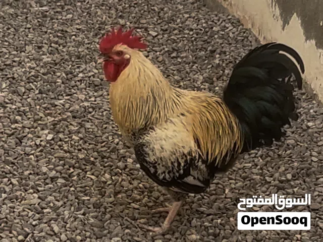 دجاج للبيع تربية بيت حجم كبير