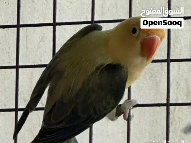 مطلوب  مطلوب فيشر طفرات زوجين منتجات ومطلوب كاسكو انثى في سن الانتاج