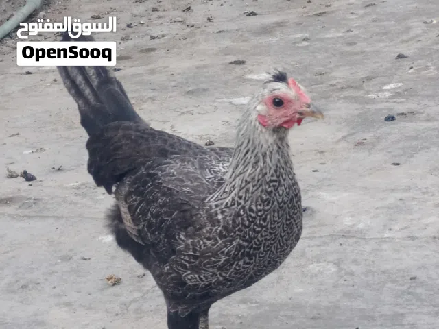 فراريج نضيفات وصحتهن خير من لله