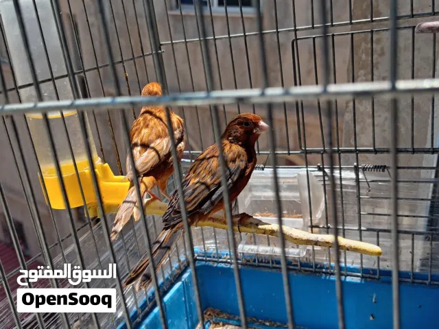 جوز كنار نحاسي موردي جاهز لف عش