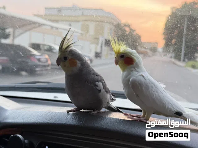 كوكتيل زوج أليف ولعوب الذكر عمره 9 شهور و الأنثى عمرها 7شهور الحبه