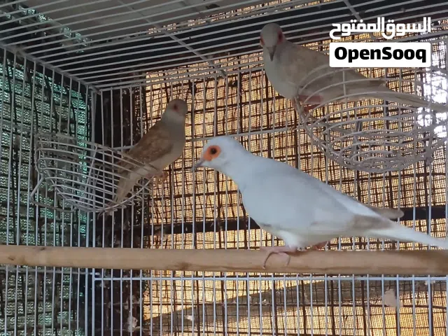 للبيع يمام مثل ماواضح في الصور تابع التفاصيل تحت كل شي موضح