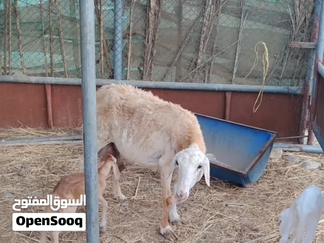 جاعده يمنية ولوووود ما شاء الله وتحتها كبشين تهجين سوداني