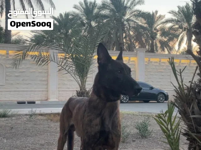 كلب مالينو للبيع