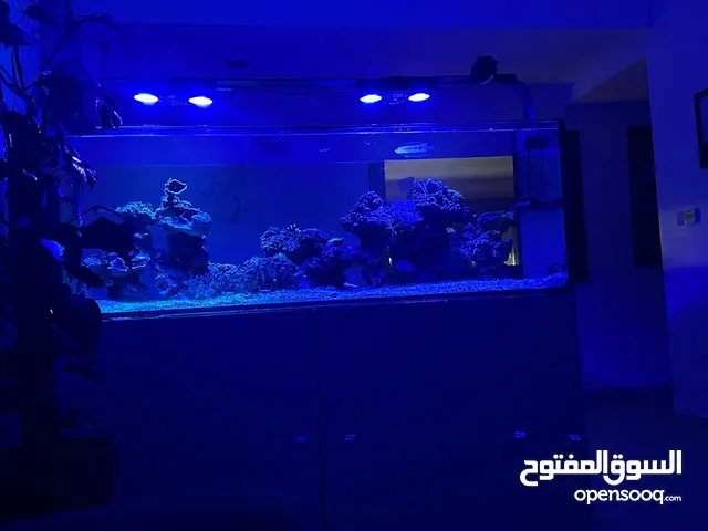 Aquarium with salt water (fish, coral and all appliances are included)