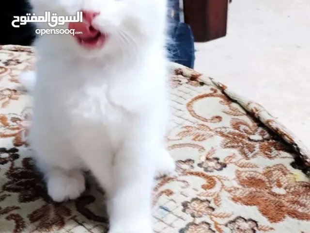 بسس لولو وسكر