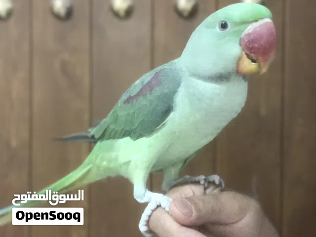 ببغاء للبيع ، نيبالي ،، درة