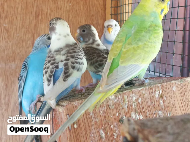 كوبيا بغلينو مع 3 فراخ إنتاج خارجي إجمالي 5 عاصفير