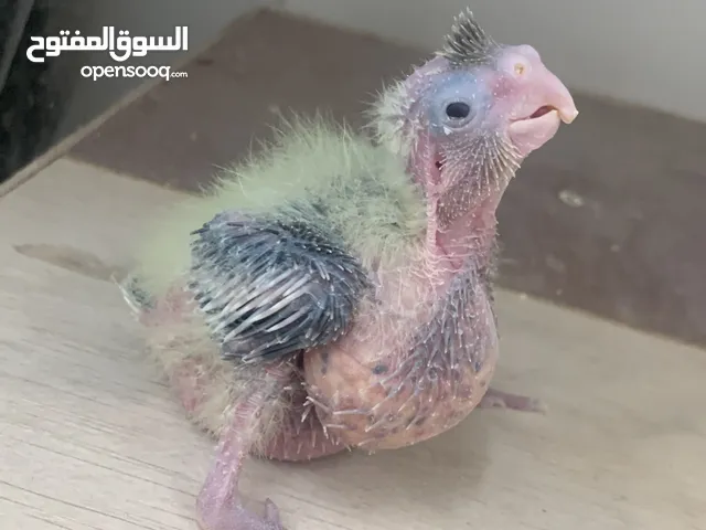 فروخ كروان 10