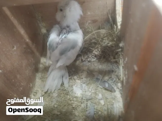 سلام عليكم متوفر بي فضل لله كوبيه بركديلو كوبيه حجم ونضافه لاقوة لا بلله. تحته فراخ