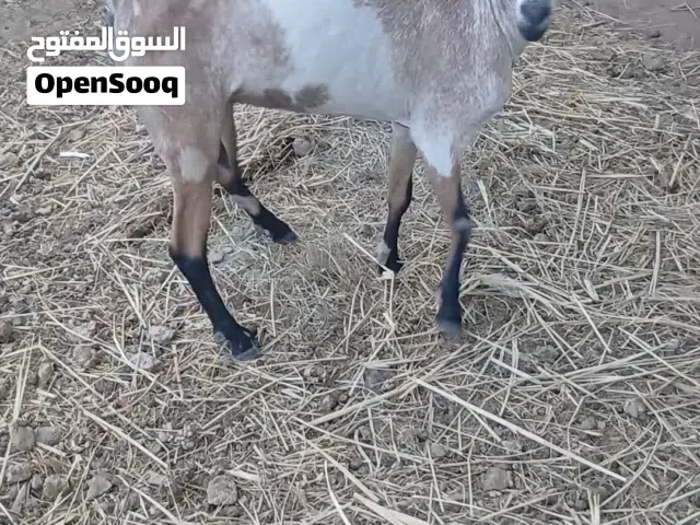 شاه صلاليه اول ولده صغيره في عمر