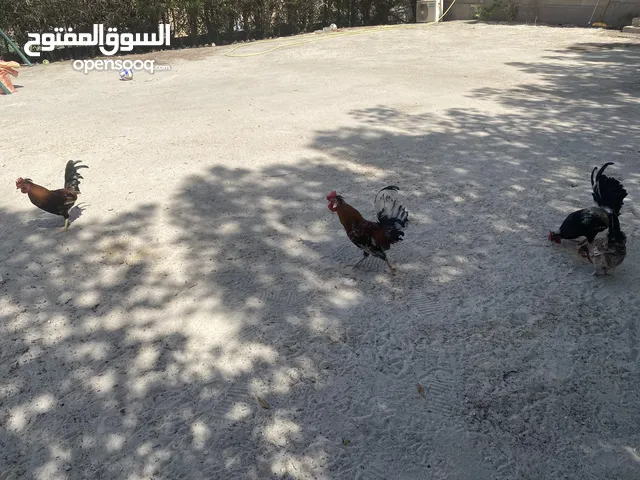 دجاج عربي منتج