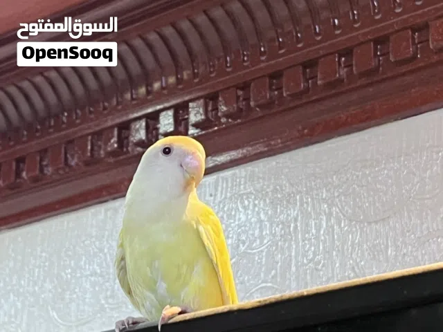 روز اليف جداً