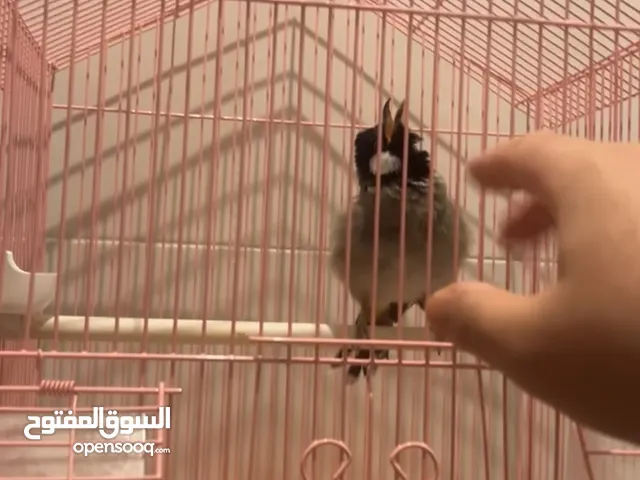 بلبل عراقي ربوة