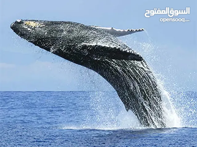 زيت شحم الحوت العملاق الأزرق ، L'huile de graisse baleine