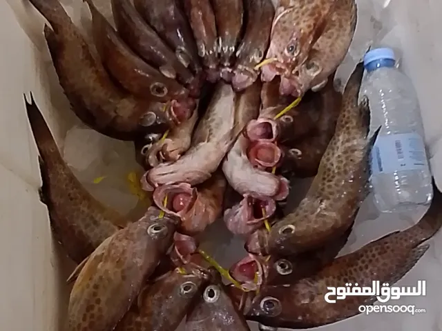 اسماك طازجة ومبردة نورد للمطاعم والاسترحات والافراد