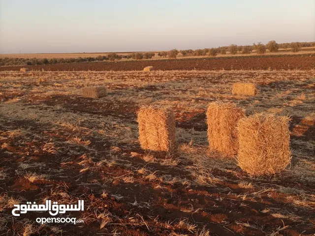 بالات تبن قمح للبيع