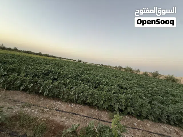 للبيع مشروع زراعي اقراء التفاصيل
