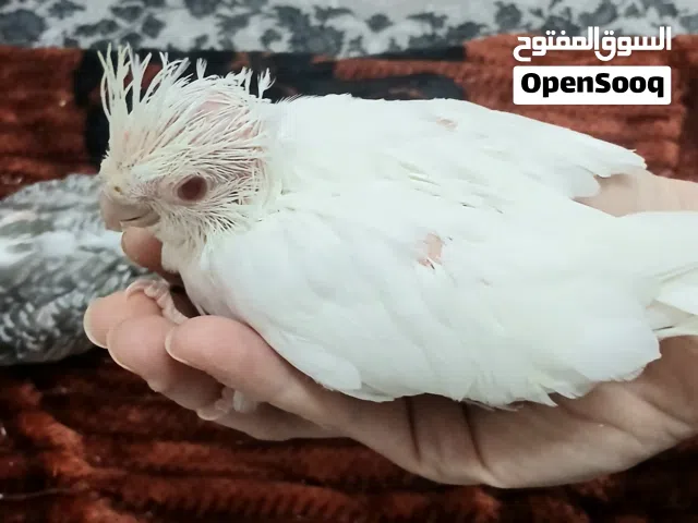 Beautiful Albino cocktail babies and love birds babies available