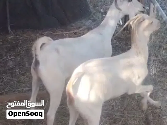 شاه صلاليه للبيع