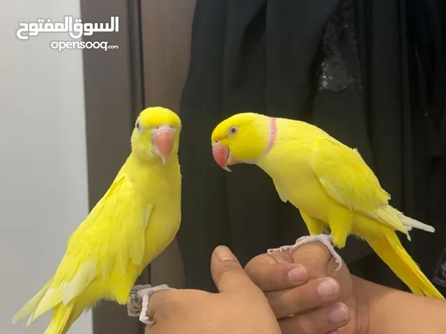 للبيع زوج متو اصفر بيور اليف و متكلمين و منتجين من قبل و جناح كامل