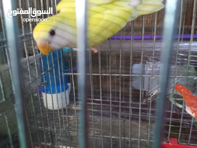 حبه روز للبيع
