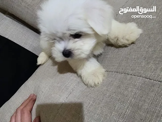 كلب مالتيز