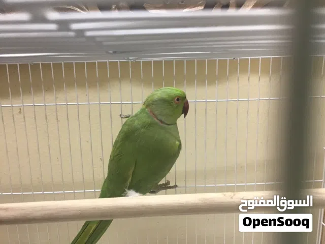 ببغاءالدرة ذو العنق أو ببغاء الهندي صحته حديد مع أكلة سبب البيع هو الأهل