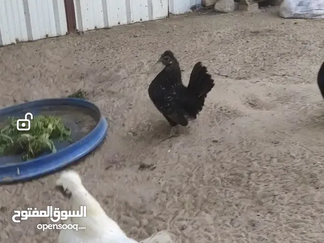للبيع دجاج عربي طيب