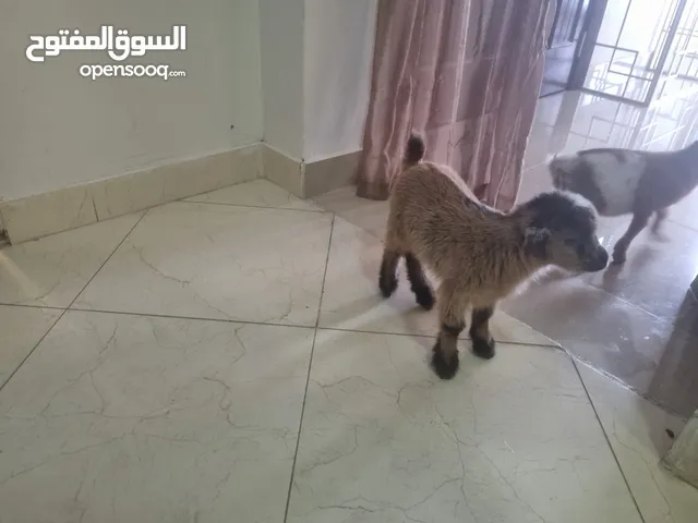 ماعز قزم للبيع الشارقه..