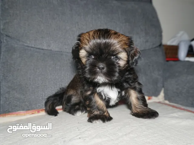 shih tzu rare brown pure breed