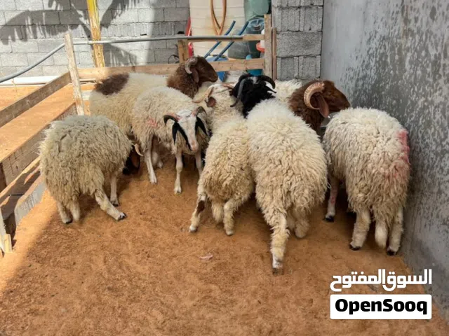 بسم الله ما شاء الله  خرفان تبارك الرحمن الاعمار من سبعه للثمانيه ساعي نظيف العدد 8 بيع فرادي او تحو