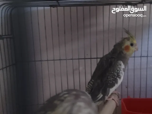 طيور كوكتيل