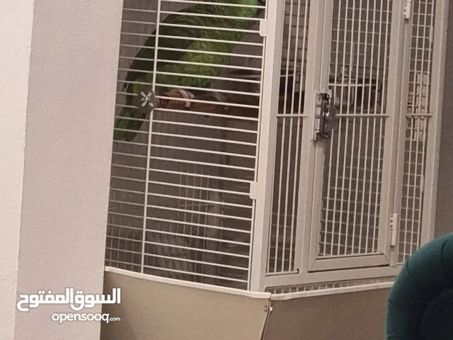 كاسكو للبيع