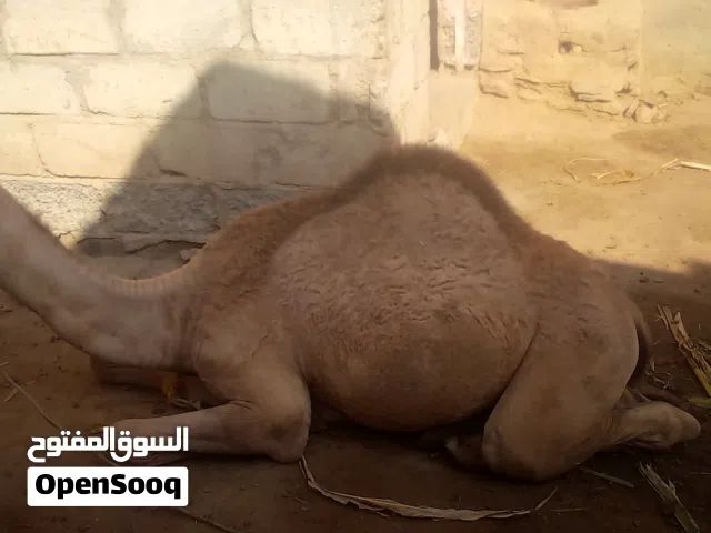 جمل عمره 9 اشهر