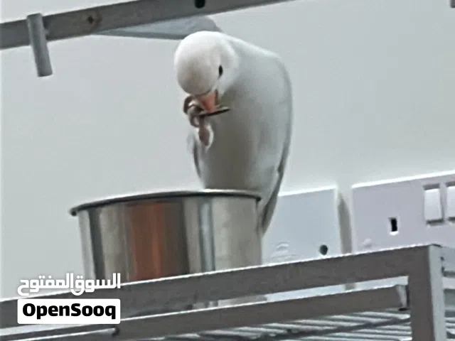 للبيع ببغاء الدره اليف العمر 5 اشهر