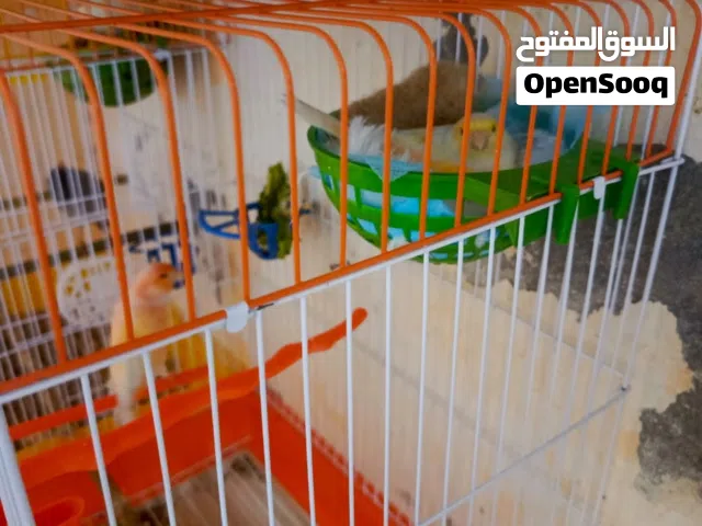 كناري زوج موزائيك جواهم بيض