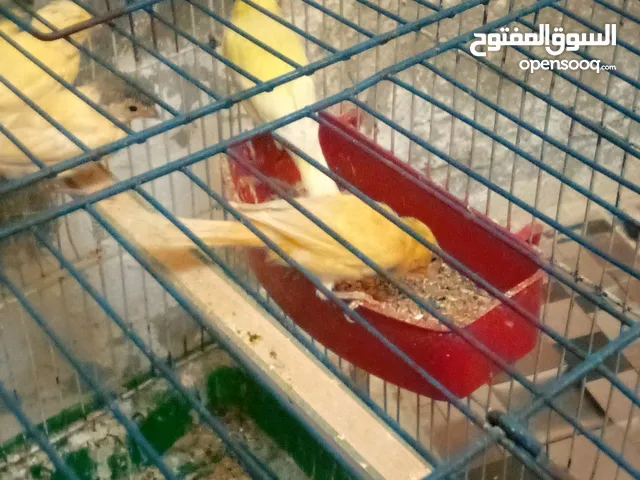 جوز شغلات بصلاة على النبي ثاني بطن معهن أربع فراخ