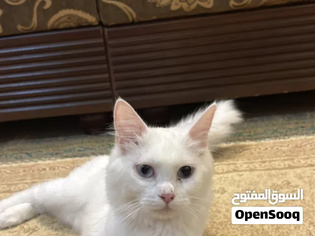 قطه للتبني