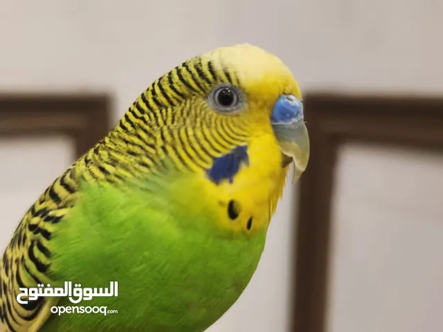ببغاء بادجي أليف وودود – جاهز للتبني