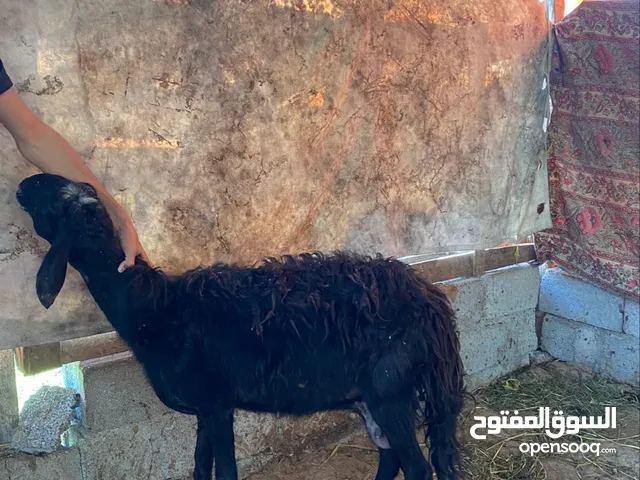 جيعده للبيع