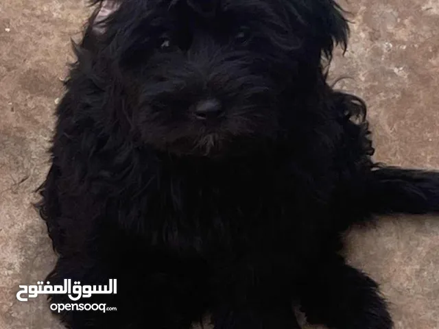 إثنان كلاب نوع كنيش للبيع لون اسود عمرهم تقريبا 3 اشهر الجنس ذكور