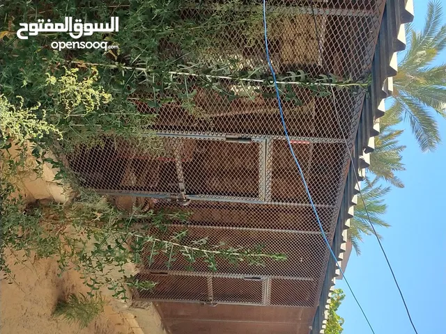 زينقو للبيع