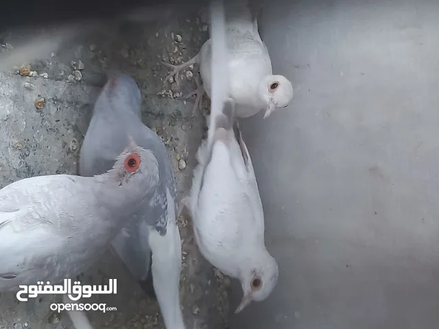 حمام ماسة للبيع