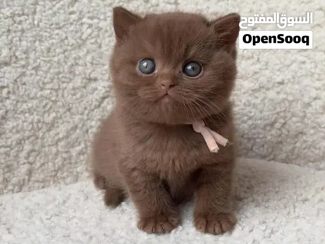 Adorable purebred kittens
