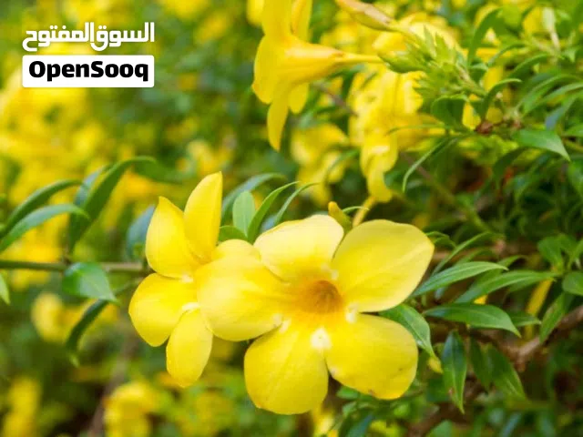 نباتات الزينة الخارجية من موطن النباتات